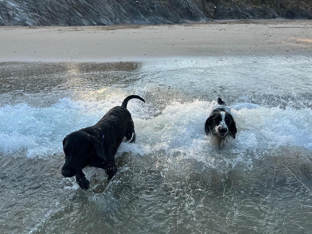 two dogs playing in the sea in Cornwall