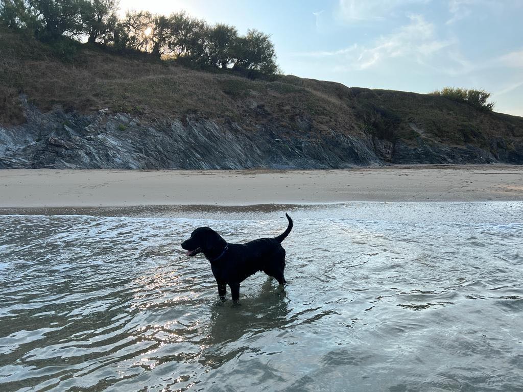 black labrador in the sea