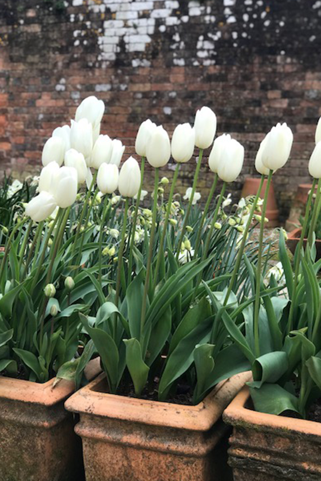 Large white tulips planted in terracotta pots