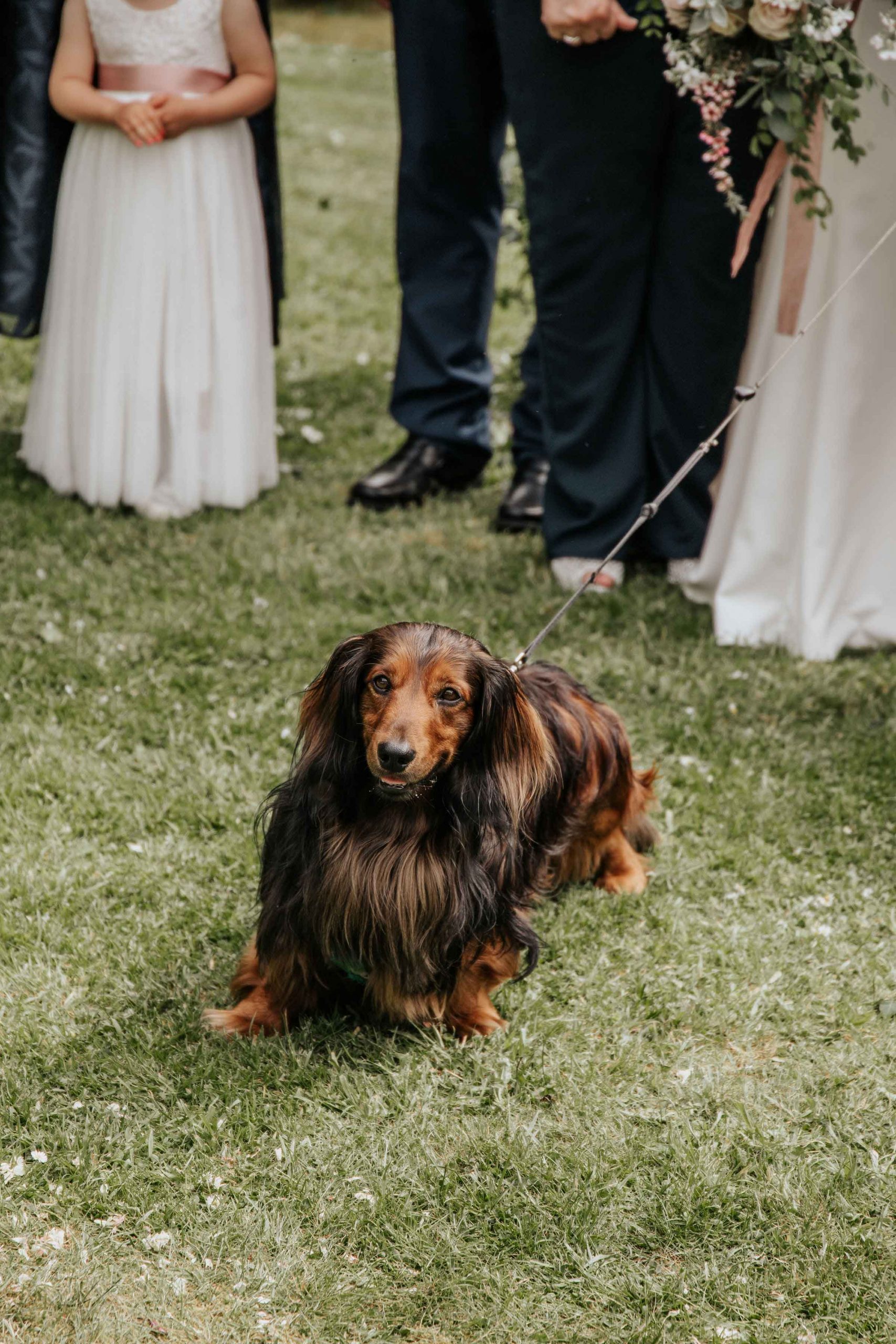 smiling brown dog on lead at wedding