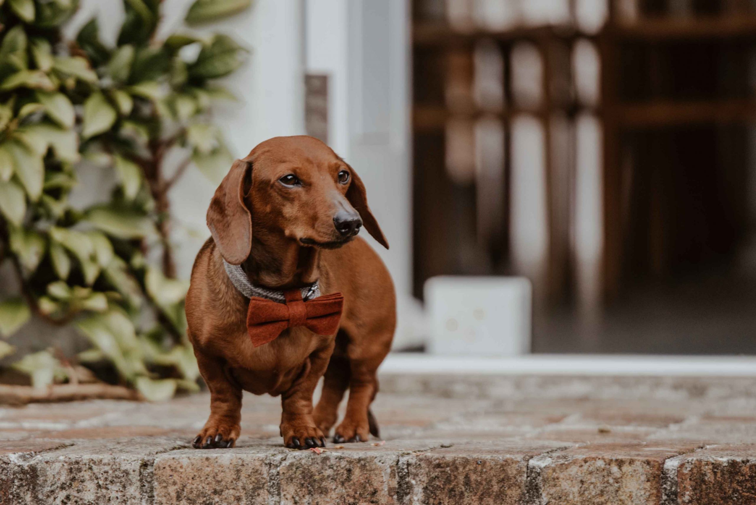 brown sausage dog smiling at dog friendly wedding venue