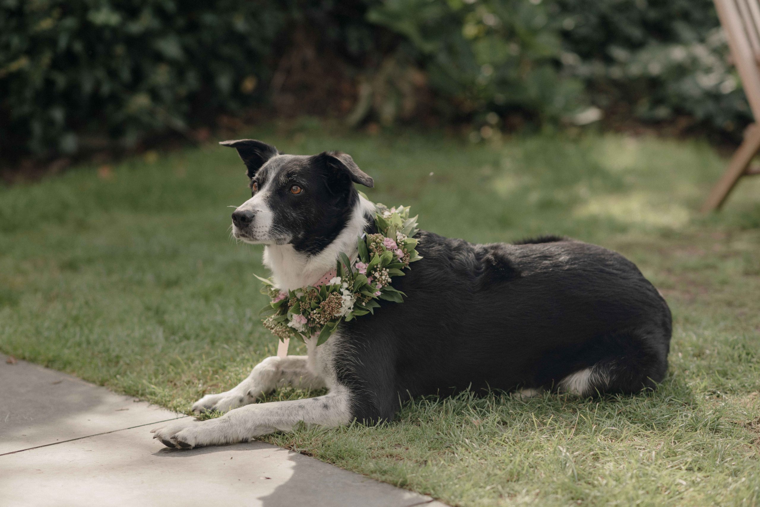 dog wearing flower crown collar at dog friendly wedding venue