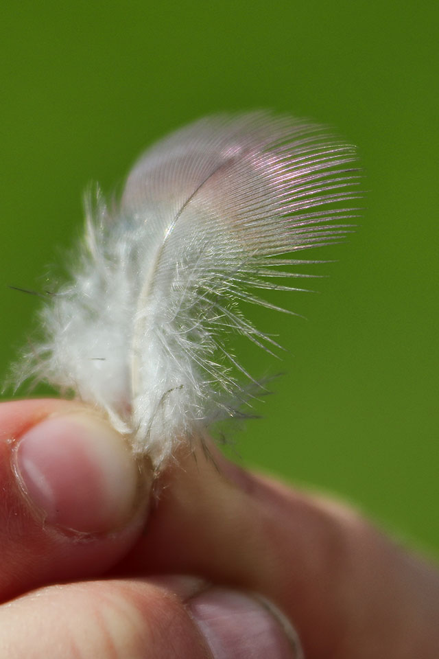 hand holding pheasant feather