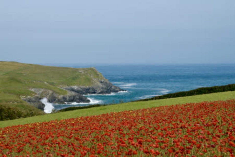 A field of poppies overlooking the sea