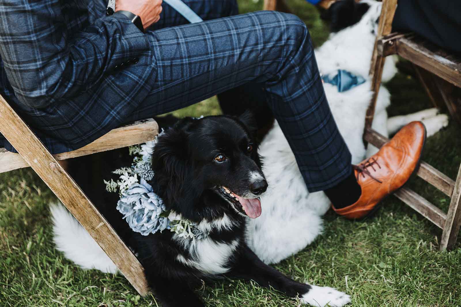 smiling dog at outdoor wedding ceremony