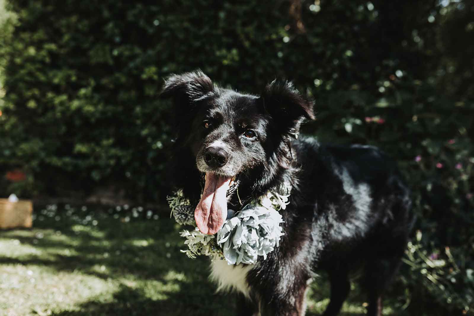 dog with tongue out at wedding venue wearing flower collar crown
