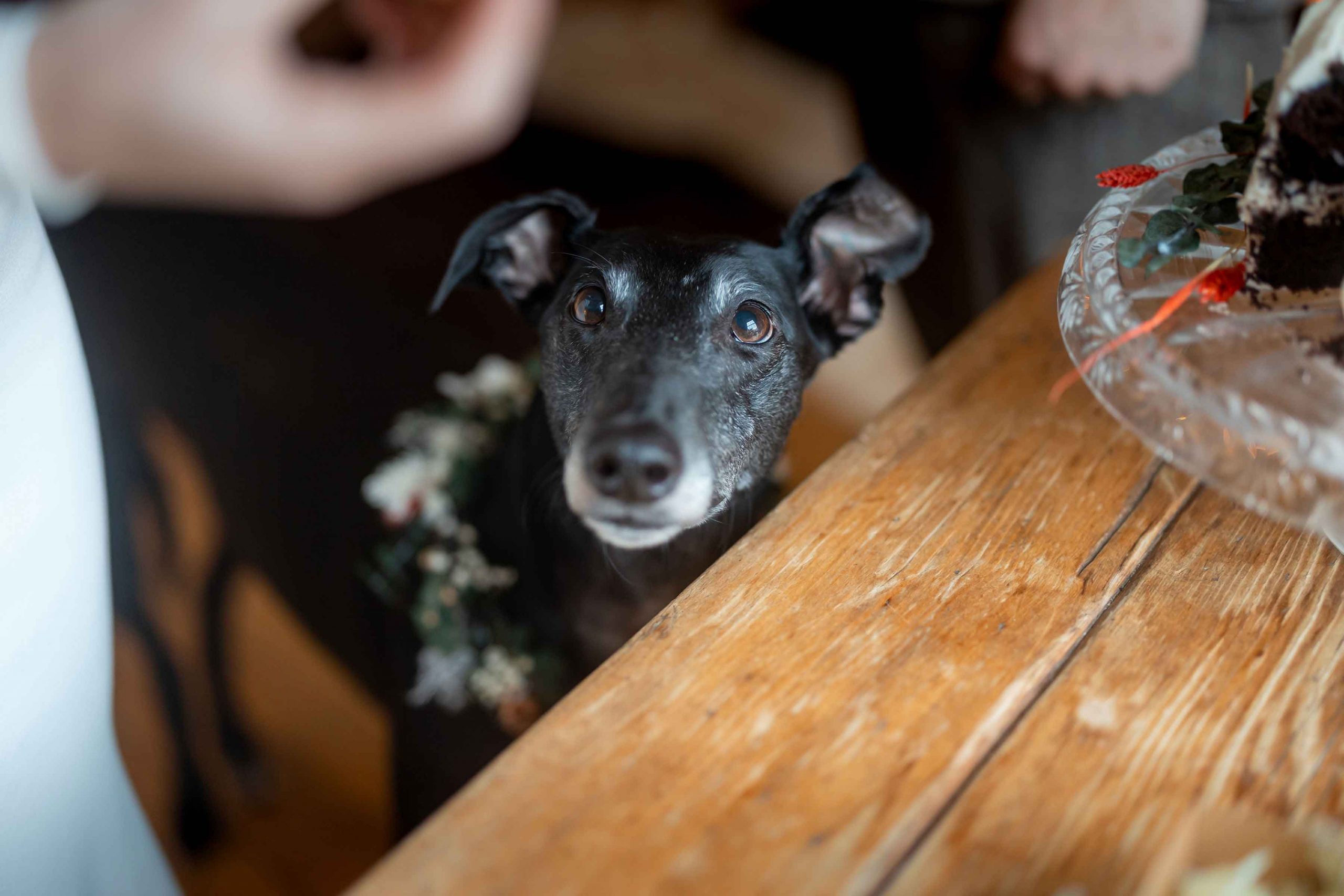 rescue greyhound looking at wedding cake