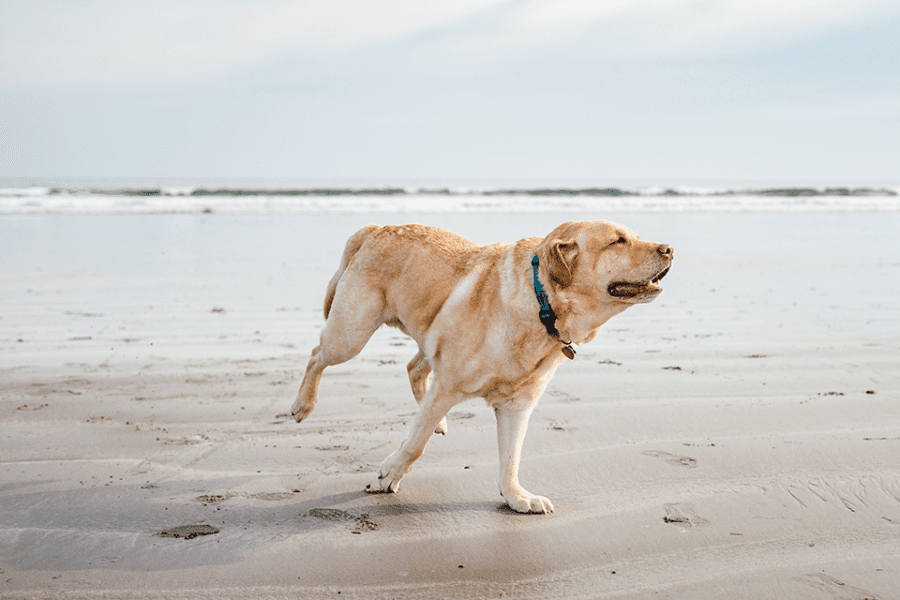 Dog friendly Cornwall Top tips for a dogfriendly