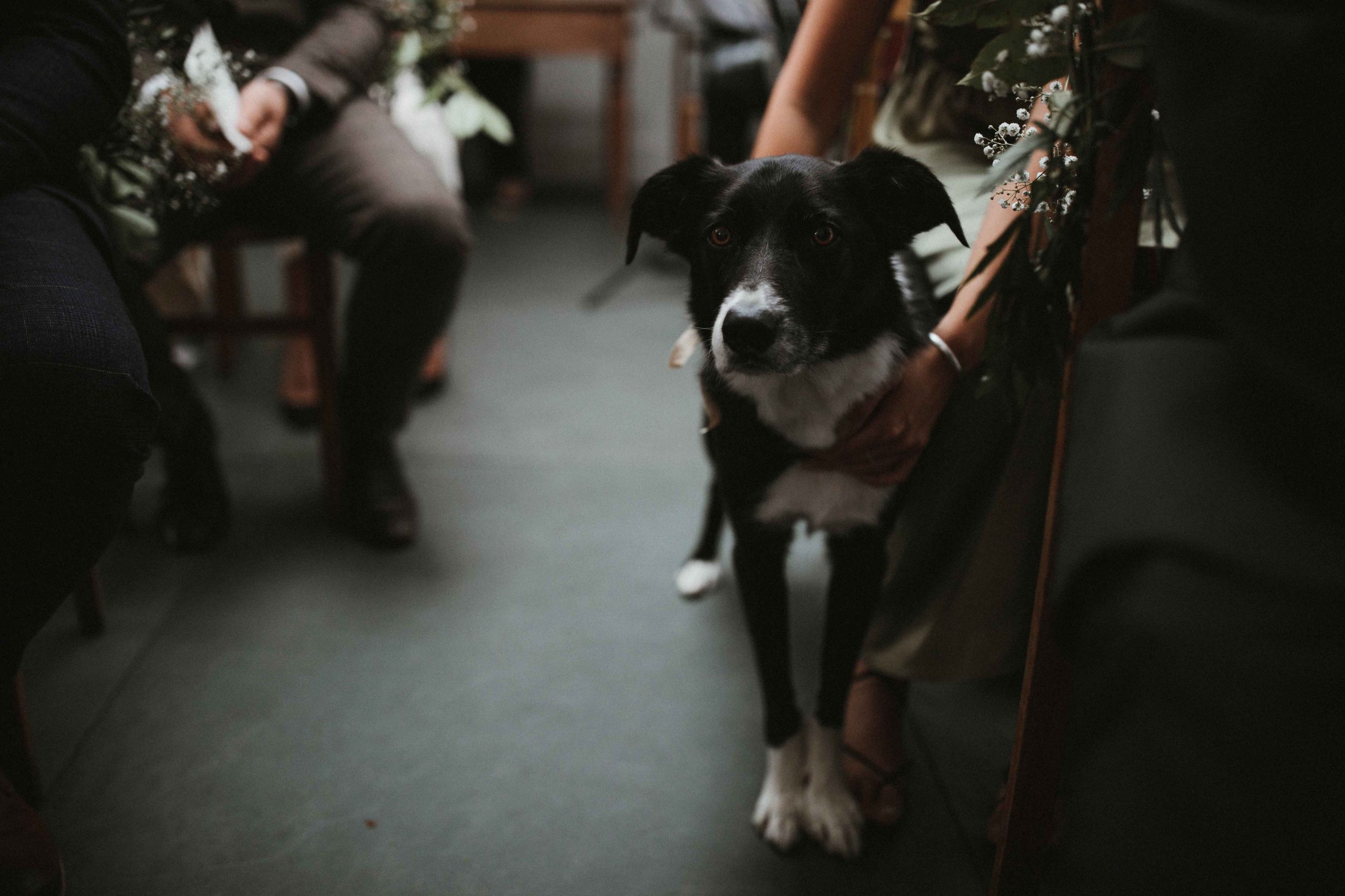 dog waiting during wedding ceremony to be dog ring bearer